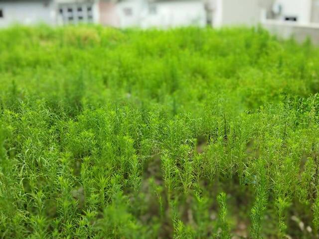 #1005 - Terreno para Venda em Jaraguá do Sul - SC